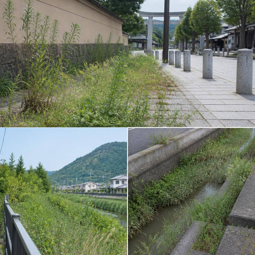 太宰府市の雑草管理事情